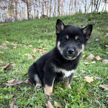 柴犬(標準サイズ)【北海道・男の子・2024年9月8日・黒】の写真「大人気黒柴✨健康診断くりあ」