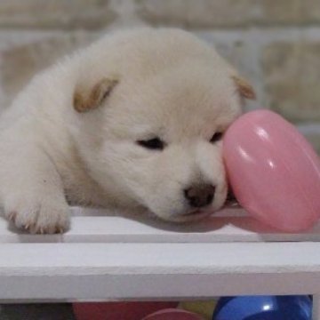 柴犬(標準サイズ)【北海道・女の子・2023年6月17日・白】の写真「ふわふわむちむち♥️」