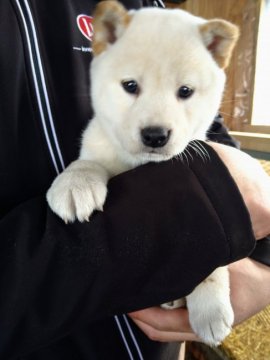 柴犬(標準サイズ)【北海道・女の子・2022年1月10日・白】の写真「子犬が増えるためお値段下げいたしました☆」