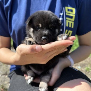 柴犬(標準サイズ)【北海道・女の子・2024年7月15日・黒】の写真「大人気黒柴🌸」