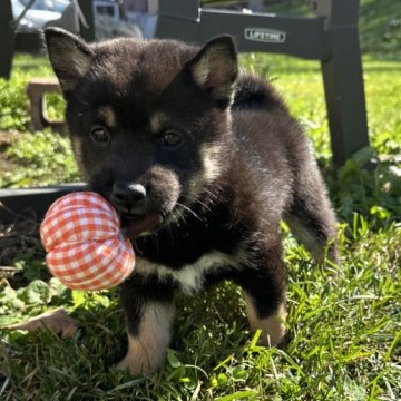 柴犬(標準サイズ)【北海道・男の子・2024年9月8日・黒】の写真「大人気黒柴🩷✨」