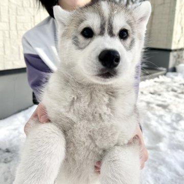 シベリアンハスキー【北海道・女の子・2024年1月3日・シルバーホワイト】の写真「ナチュラルアイ❤️健康診断クリア」