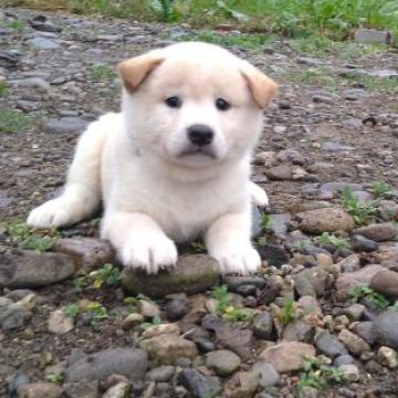 柴犬(標準サイズ)【北海道・男の子・2022年8月1日・白】の写真「大人気白柴！！✨」