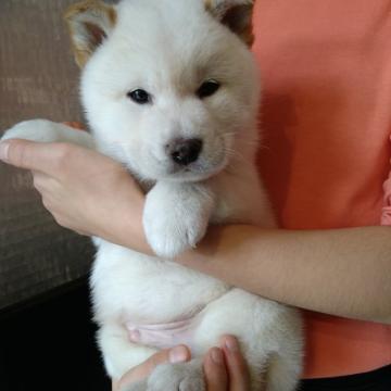 柴犬(標準サイズ)【北海道・男の子・2022年9月24日・白】の写真「美形でイケメンな顔立ち！！♥️理想な子です」