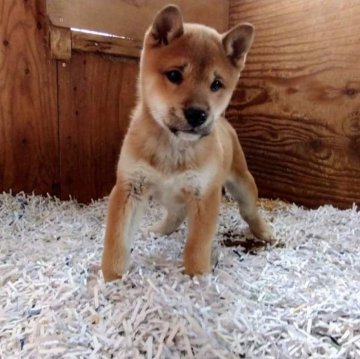 柴犬(標準サイズ)【北海道・男の子・2022年11月18日・赤】の写真「すぐお引渡し可能✨マイクロチップ装着してます。」