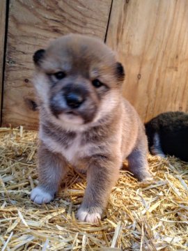 柴犬(標準サイズ)【北海道・女の子・2022年2月26日・茶】の写真「お目々が可愛いです♥️遠方の方には輸送もできます」