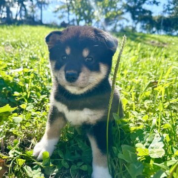 柴犬(標準サイズ)【北海道・男の子・2024年7月17日・黒】の写真「大人気黒柴🩷✨」