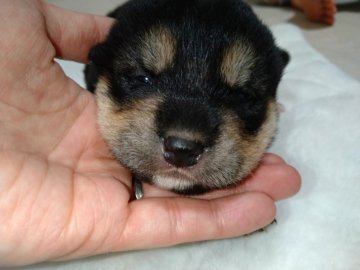 柴犬(標準サイズ)【北海道・女の子・2022年2月26日・黒】の写真「遠方の方にはお近くの空港輸送もできます✨」