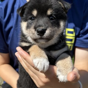 柴犬(標準サイズ)【北海道・女の子・2024年7月7日・黒】の写真「大人気黒柴女の子🌸」