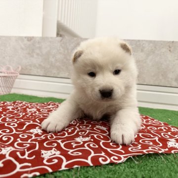 柴犬(標準サイズ)【北海道・男の子・2023年12月6日・白】の写真「大人気白柴！！文句なしの可愛さ❤️」