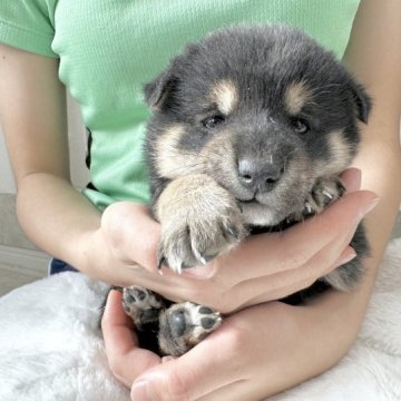 柴犬(標準サイズ)【北海道・男の子・2023年11月3日・黒】の写真「兄弟の中でも小さめ柴❤️ 健康診断結果ok」