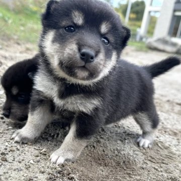 柴犬(標準サイズ)【北海道・女の子・2024年9月8日・黒】の写真「コロコロ黒柴🩷」