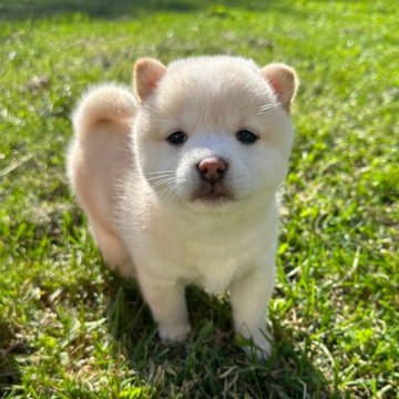 柴犬(標準サイズ)【北海道・女の子・2024年9月20日・白】の写真「大人気白柴🩷」