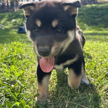 柴犬(標準サイズ)【北海道・男の子・2024年9月8日・黒】の写真「ぷくぷく黒柴🩷」