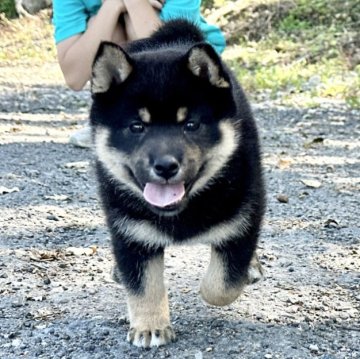 柴犬(標準サイズ)【北海道・女の子・2024年7月15日・黒】の写真「大人気黒柴！！まるまるぷくぷく🩷」