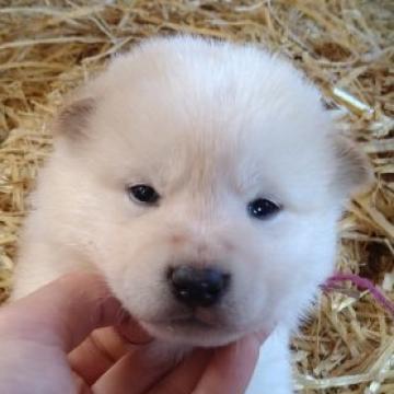 柴犬(標準サイズ)【北海道・女の子・2022年9月24日・白】の写真「大人気白柴！」