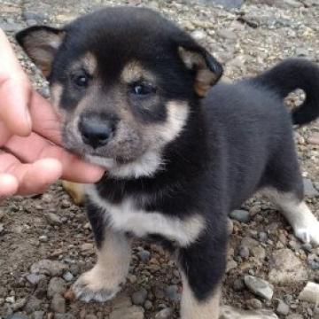 柴犬(標準サイズ)【北海道・女の子・2022年8月1日・黒】の写真「人気！黒柴！」