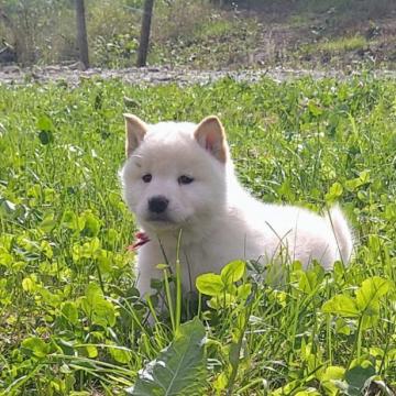 柴犬(標準サイズ)【北海道・男の子・2022年8月6日・白】の写真「大人気可愛い白柴！♥️」