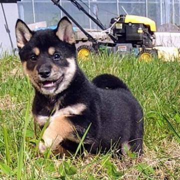 柴犬(標準サイズ)【北海道・男の子・2022年8月1日・黒】の写真「人気黒柴✨」