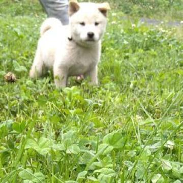 柴犬(標準サイズ)【北海道・男の子・2022年5月13日・白】の写真「希少10%白柴です♥️見学の日にお引渡し可能です」