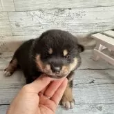 柴犬(標準サイズ)【北海道・男の子・2024年4月12日・黒】の写真1「黄色い首輪467」