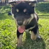 柴犬(標準サイズ)【北海道・男の子・2024年9月8日・黒】の写真1「5678 耳たってきてます」