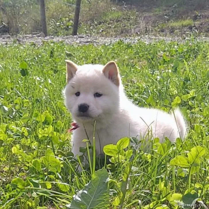 柴犬(標準サイズ)【北海道・男の子・2022年8月6日・白】の写真1「赤い首輪の子　少し目の上の毛が濡れていますが。9/27」