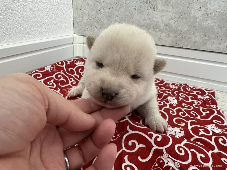 柴犬 赤柴 日本犬 秋田犬 紀州犬 愛犬 ハンドメイド ミニチュア