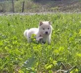 柴犬(標準サイズ)【北海道・男の子・2022年8月6日・白】の写真2「9/27」