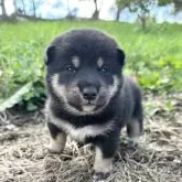 柴犬(標準サイズ)【北海道・女の子・2024年9月8日・黒】の写真2「2932」