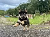 柴犬(標準サイズ)【北海道・女の子・2024年7月15日・黒】の写真2