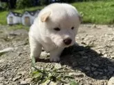 柴犬(標準サイズ)【北海道・男の子・2024年7月15日・白】の写真2