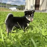 柴犬(標準サイズ)【北海道・女の子・2024年7月22日・黒】の写真2