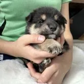 柴犬(標準サイズ)【北海道・男の子・2023年11月3日・黒】の写真4「12／3更新」