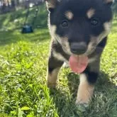 柴犬(標準サイズ)【北海道・男の子・2024年9月8日・黒】の写真5