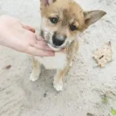 柴犬(標準サイズ)【北海道・女の子・2023年6月20日・赤】の写真5「8/25」