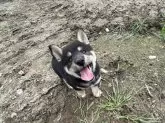 柴犬(標準サイズ)【北海道・男の子・2024年7月7日・黒】の写真5