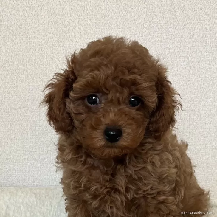 ちぃ 様のお迎えした子犬