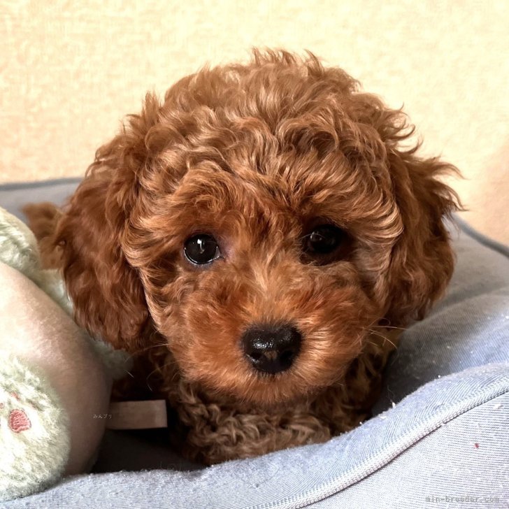 Y.Ｉ 様のお迎えした子犬