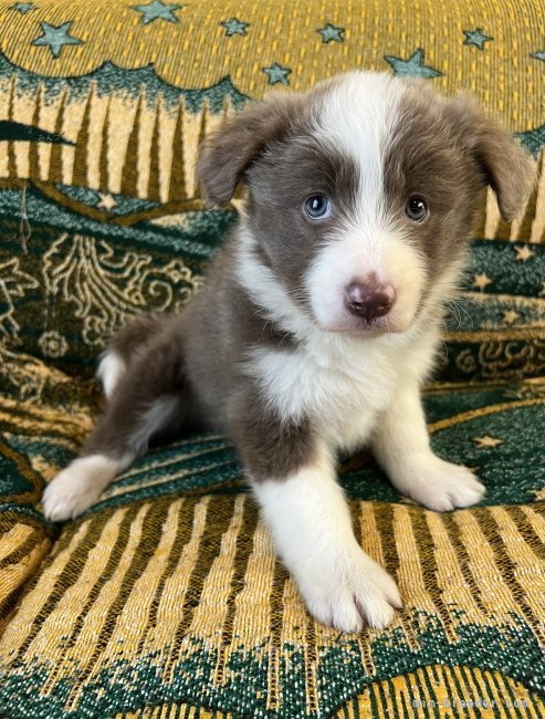 とても可愛いキャバリアの仔犬達ばかりです。｜甲木　克彦(かつき　かつひこ)ブリーダー(福岡県・ビションフリーゼなど・JKC登録)の紹介写真1