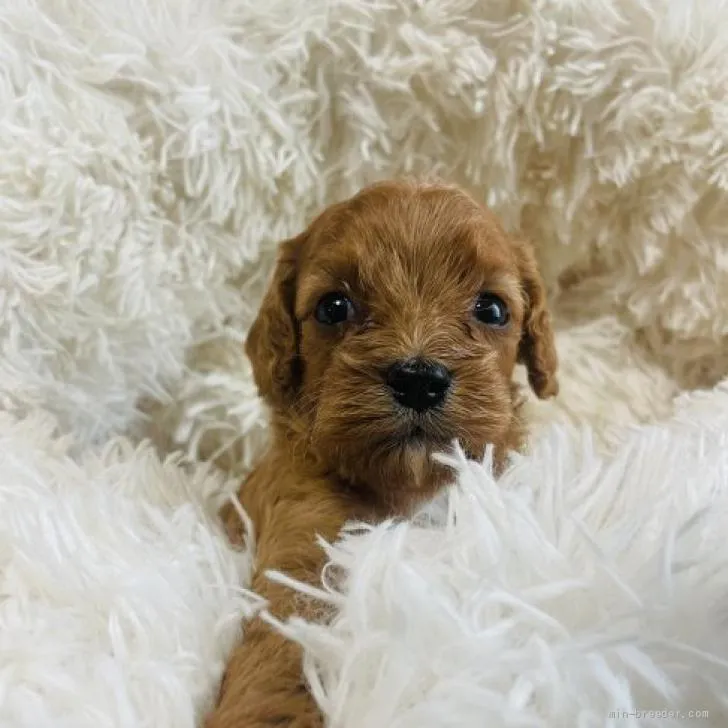 Quint 様のお迎えした子犬