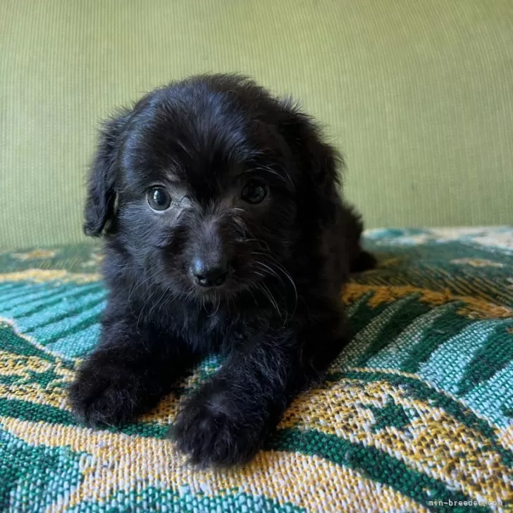 岩田 様のお迎えした子犬