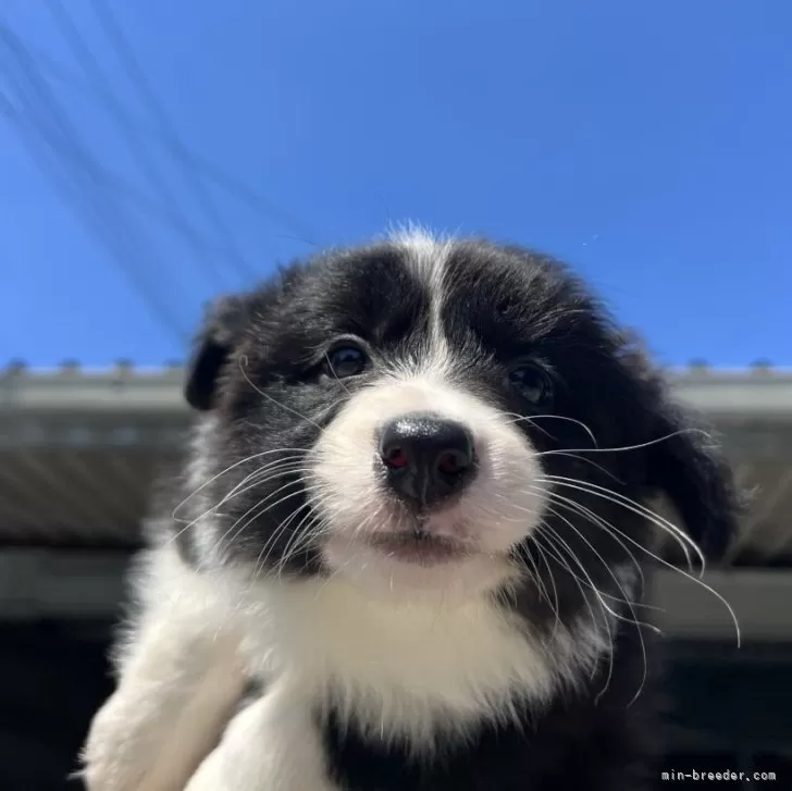 ぺ 様のお迎えした子犬