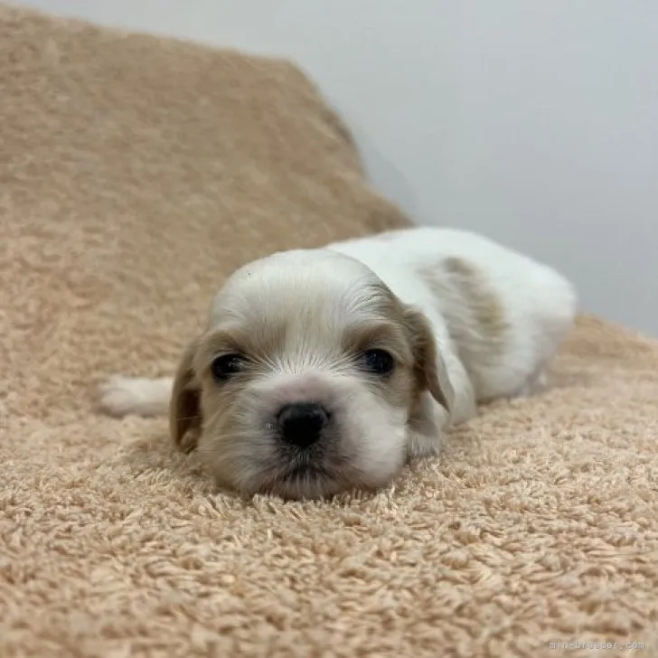 まきかん 様のお迎えした子犬