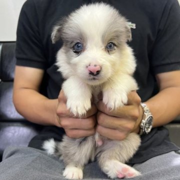 ボーダーコリー【福岡県・男の子・2023年7月1日・ブルーマール】の写真「とっても珍しく大人しい
ブルーマールです^_^」