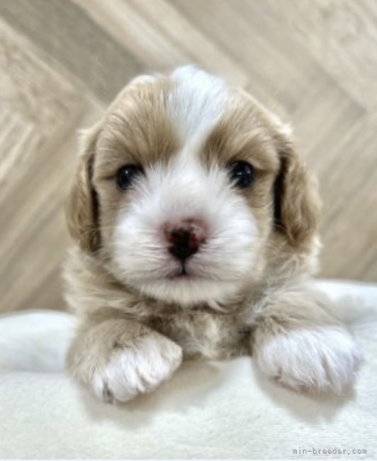 マルプー🐶｜高橋　伸一(たかはし　しんいち)ブリーダー(千葉県・JKC登録)の紹介写真2