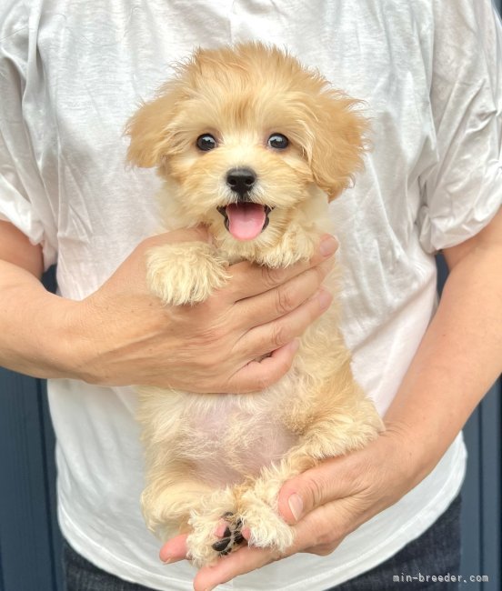 マルプー🐶｜高橋　伸一(たかはし　しんいち)ブリーダー(千葉県・JKC登録)の紹介写真3