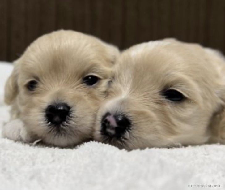 マルプー子犬🐶｜高橋　伸一(たかはし　しんいち)ブリーダー(千葉県・JKC登録)の紹介写真7