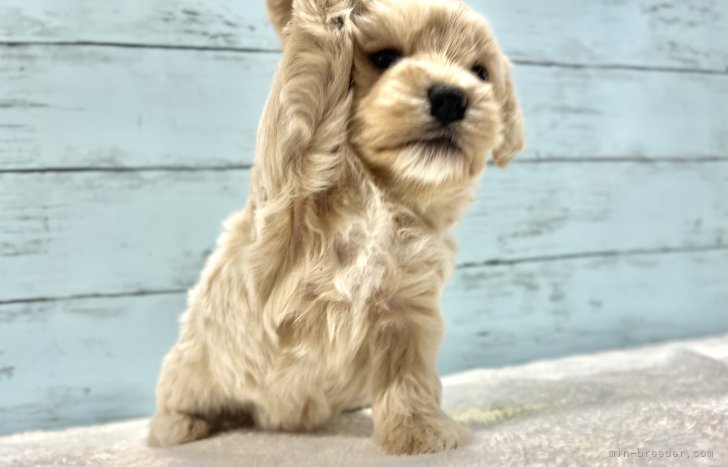 高橋伸一ブリーダーのブログ：掲載中の子おもしろショット🐶