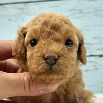 トイプードル(トイ)【千葉県・女の子・2024年11月21日・レッド】の写真「とても可愛い女の子です🐶12/16UP🙌」